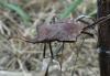Coreus marginatus